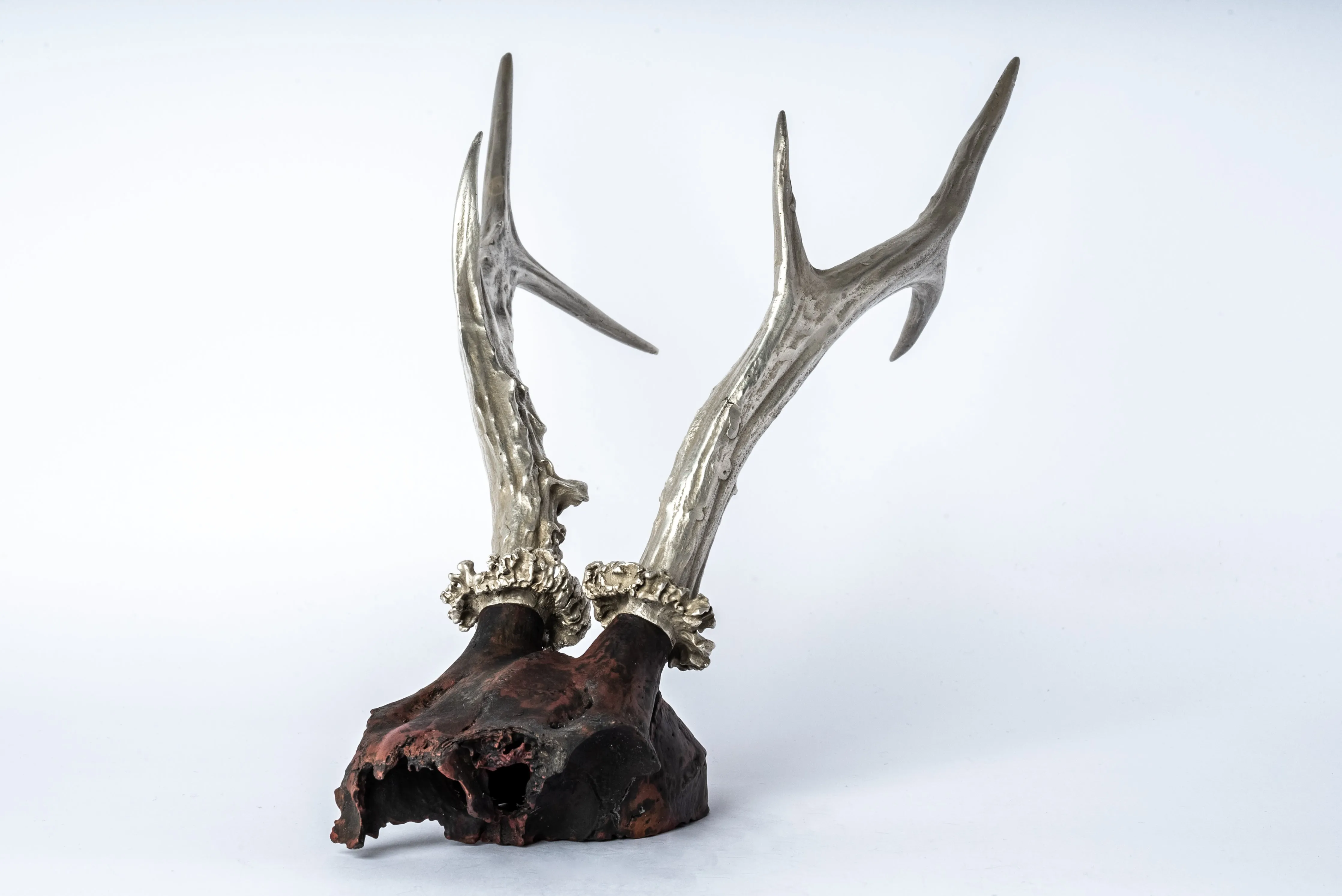 Skull (Double Horns, AS DR)