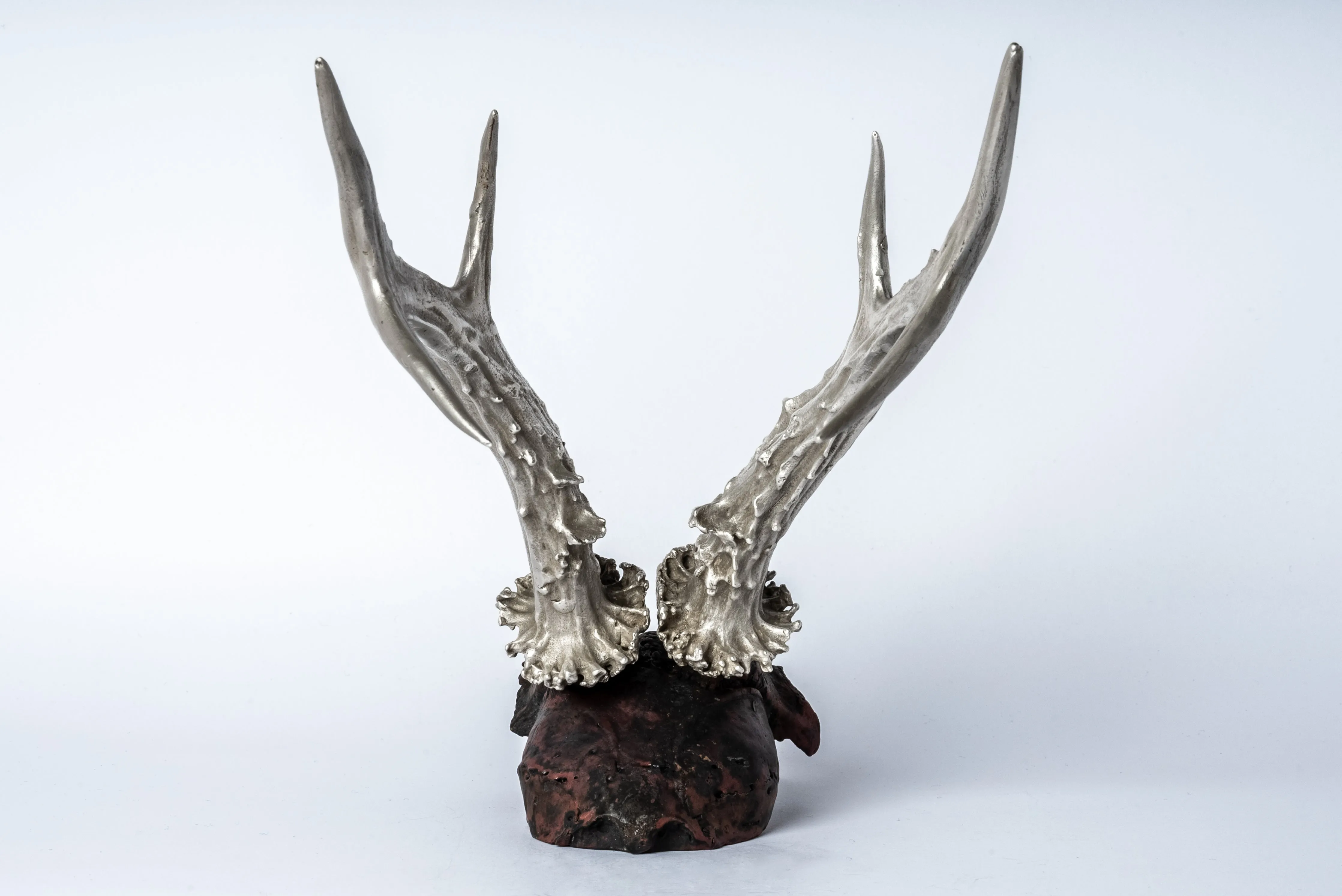 Skull (Double Horns, AS DR)